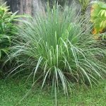 Enfermedades que Puedes Tratar con Hierba de 20 Limón (Lemongrass)