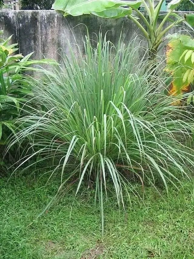 Enfermedades que Puedes Tratar con Hierba de 20 Limón (Lemongrass)