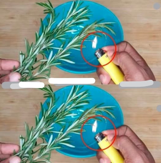 Brûlez 1 brin de romarin à la maison et découvrez ses bienfaits en seulement 10 minutes