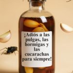 Dile adiós a las pulgas, hormigas y cucarachas para siempre