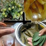 16 Bienfaits Incroyables des Feuilles de Goyave pour la Santé