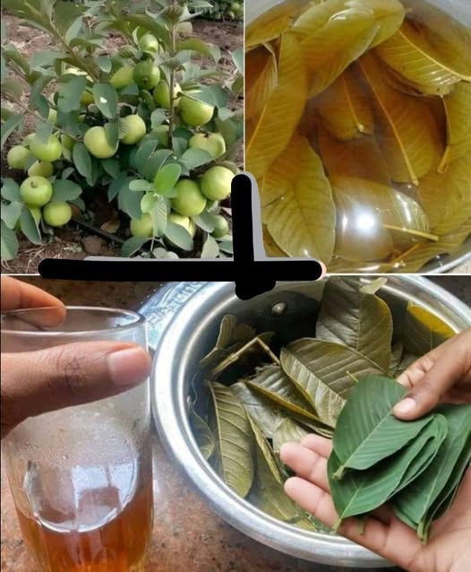16 Bienfaits Incroyables des Feuilles de Goyave pour la Santé