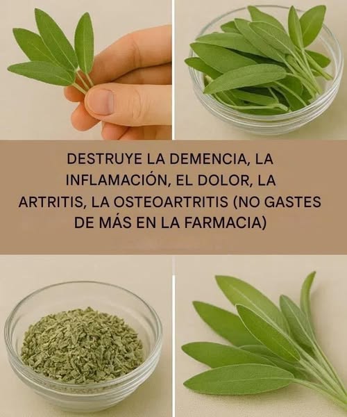 Salvia: Un Milagro Natural para el Cerebro, la Inflamación y el Dolor Articular