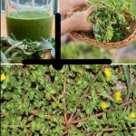 Pissenlit : Une « mauvaise herbe » aux trésors pour la santé