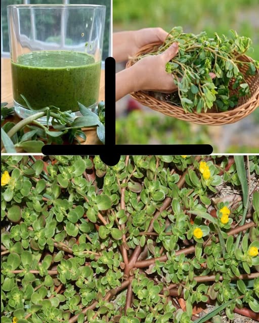 Pissenlit : Une « mauvaise herbe » aux trésors pour la santé
