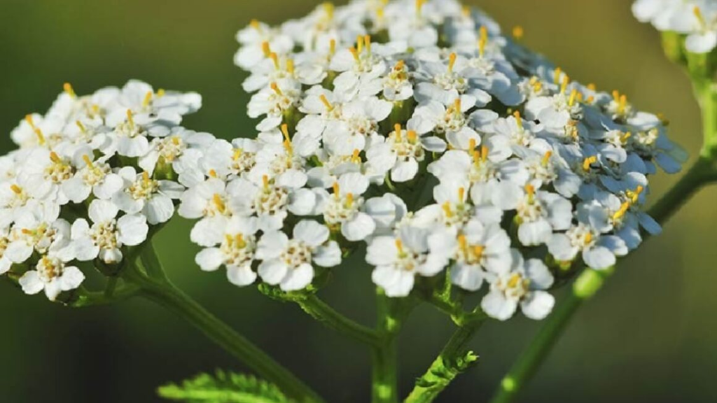Milenrama: la planta medicinal para la digestión, la curación y el equilibrio hormonal.