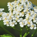 Milenrama: la planta medicinal para la digestión, la curación y el equilibrio hormonal.