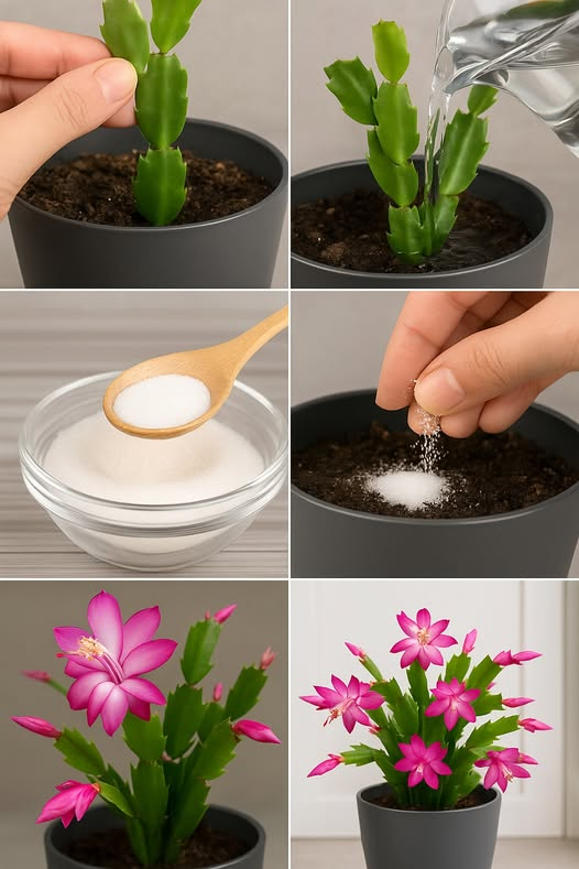 Trucos para casa jardín