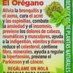 🍵 Té de Orégano en Ayunas: Limpia el Cuerpo y Fortalece la Salud