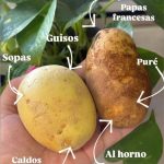 ¿Cuál papa te hará un puré espectacular? Descubre la diferencia entre Idaho y blanca