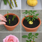 Rosas, cómo plantarlas sin raíces: el método 100% funcional revelado