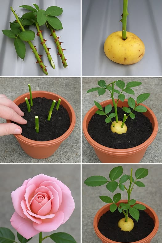 Rosas, cómo plantarlas sin raíces: el método 100% funcional revelado