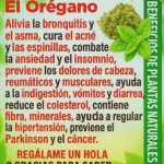 Té de Orégano en Ayunas: Limpia tu Cuerpo y Fortalece tu Salud