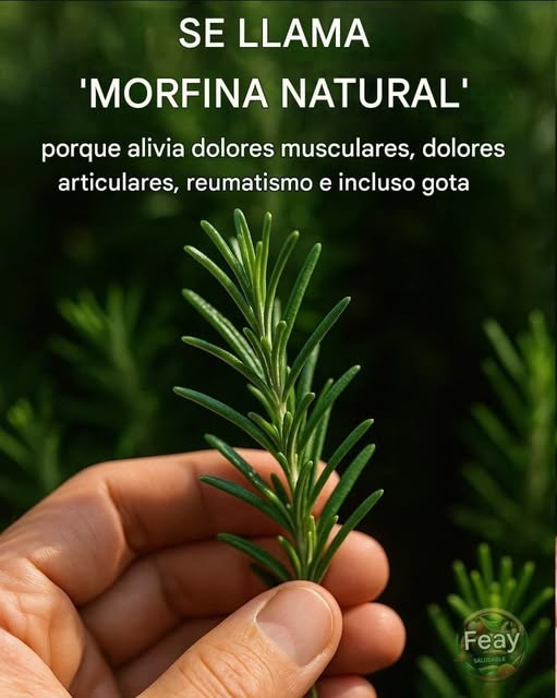 Descubre el poder del romero: la “morfina natural” en tu propia casa
