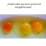 Cómo saber si un huevo proviene de una gallina sana: 6 señales