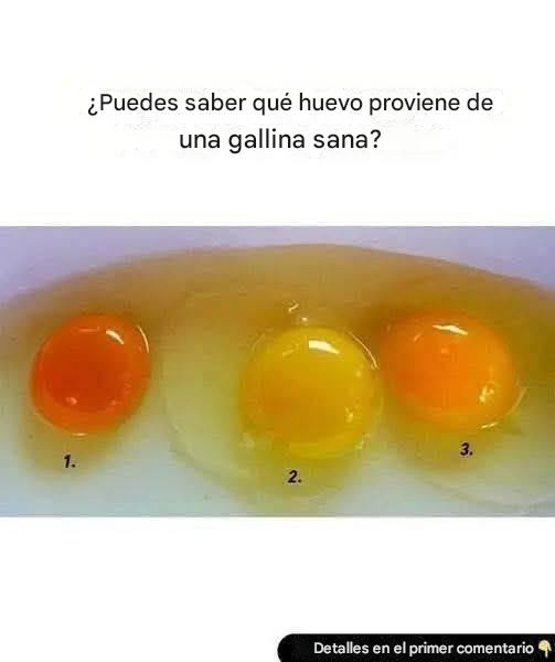 Cómo saber si un huevo proviene de una gallina sana: 6 señales