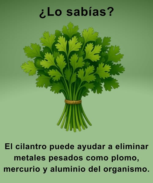 Propiedades del Cilantro: Un Aliado Verde para tu Salud