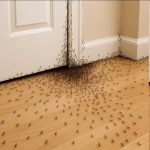 Si ves hormigas en casa, algo invisible podría estar sucediendo